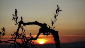 Olive Tree at Sunset
