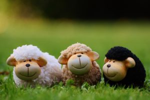 SHEEP!